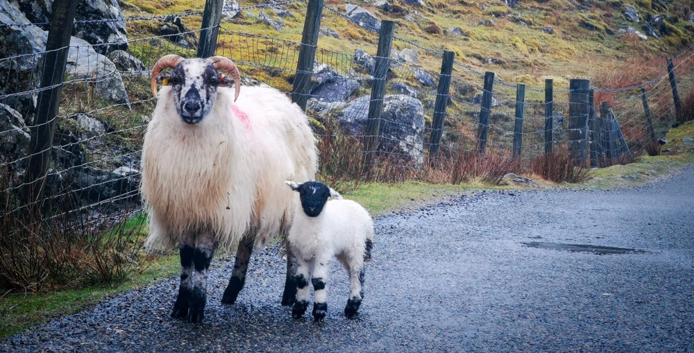 Lambing Days