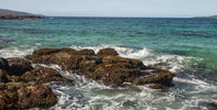 The Kelp Boom
