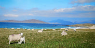 Lambing and Longer Days