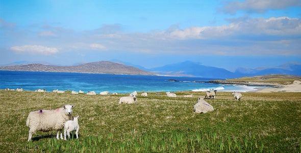 Lambing and Longer Days