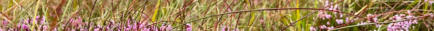 Hidden In The Heather
