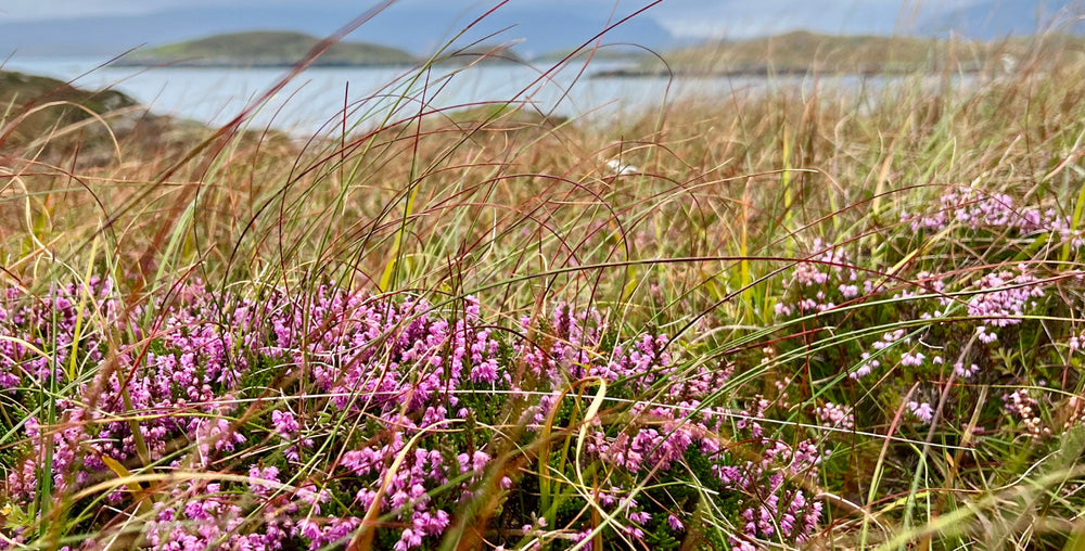 Hidden In The Heather