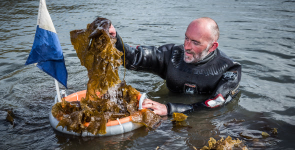 A Sugar Kelp Spring