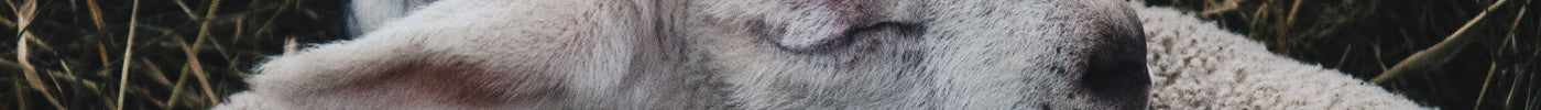 The Snow Of The Lambs