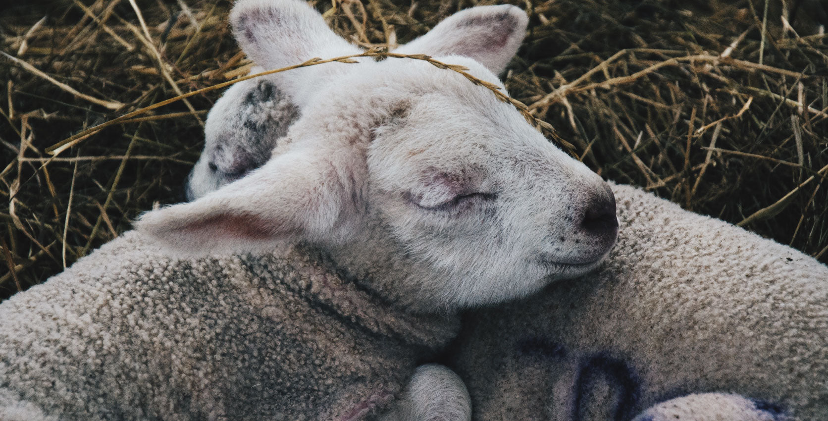 The Snow Of The Lambs