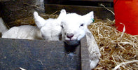 Lambing Life