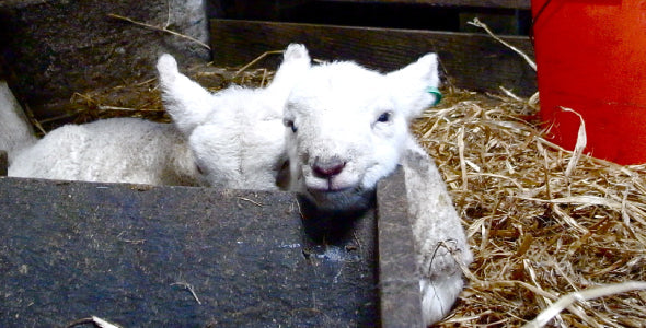 Lambing Life