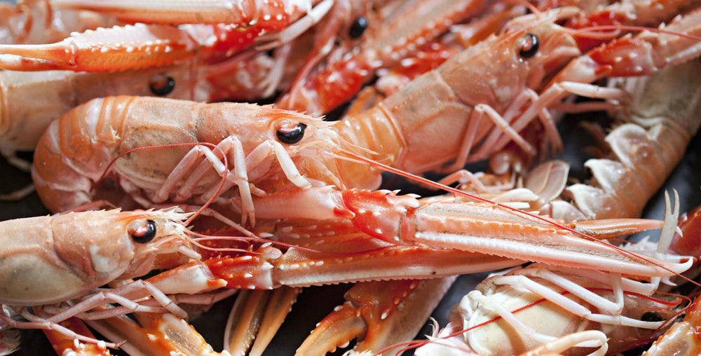 For The Love of Langoustines