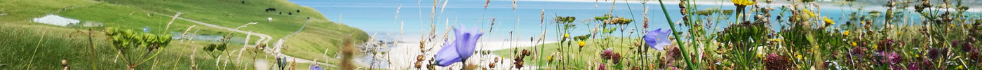 Mothers and Machair Flowers