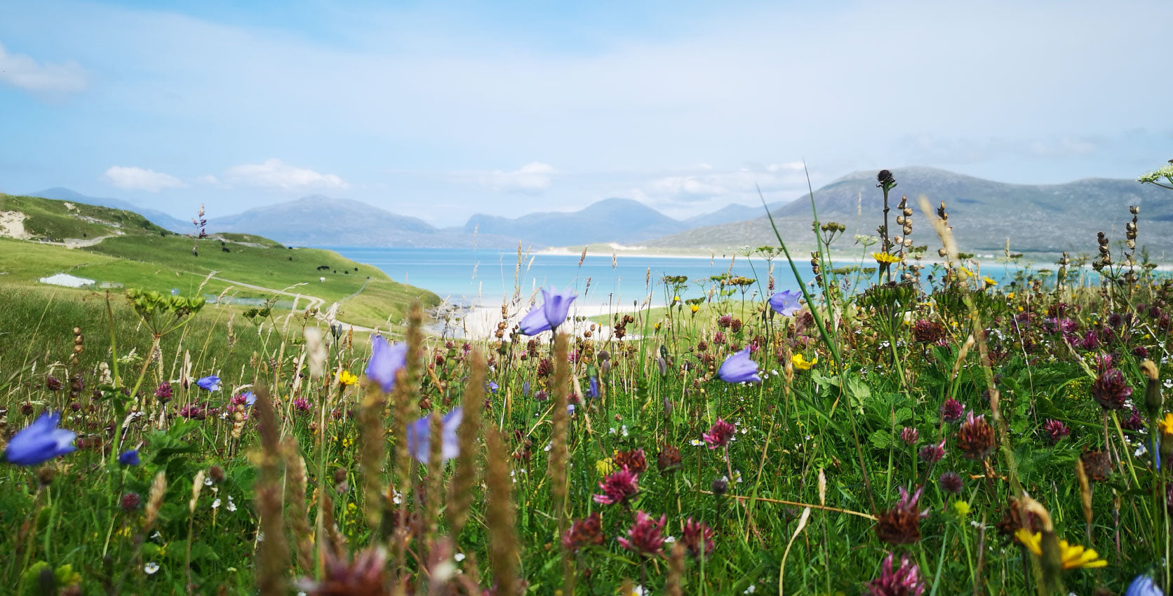 Mothers and Machair Flowers