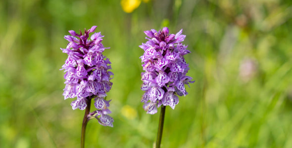 More Magic From The Machair