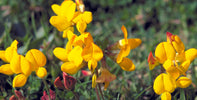 Machair Flowers: A Harris Top Five