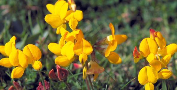 Machair Flowers: A Harris Top Five