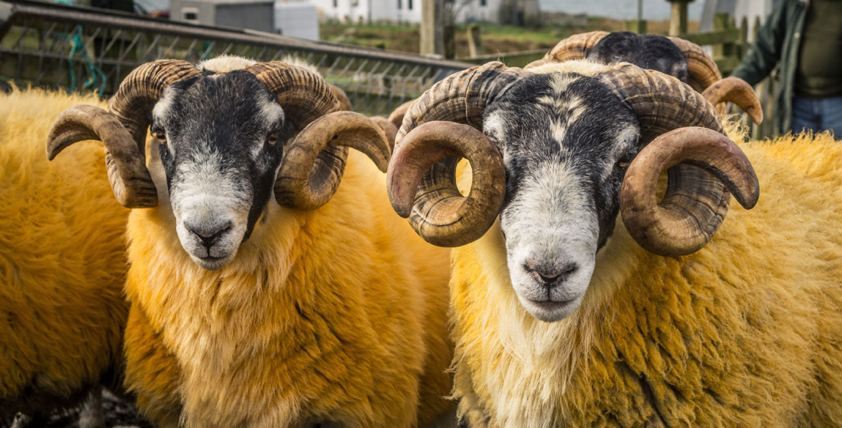 The Crofting Calendar