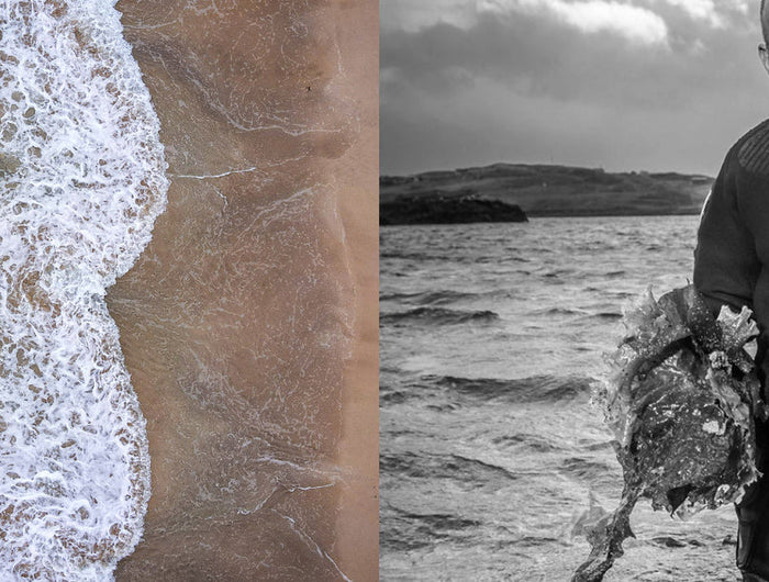 Two images: one of a beach with waves and sand, and another of a person holding kelp on a beach.