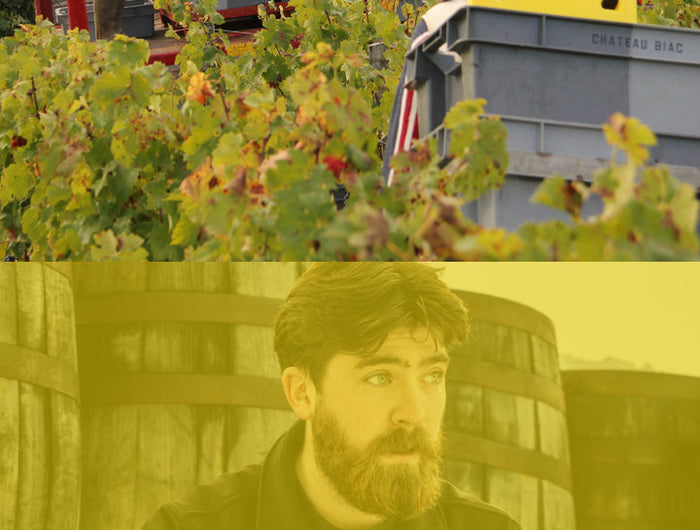 Vineyard workers harvesting grapes with a close-up of a worker in the foreground.