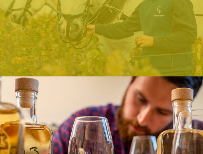 Top half shows a person with a horse, bottom half shows people tasting alcohol.