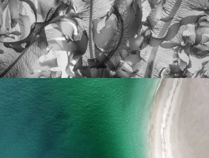 Top half of a is a black and white photo of sea kekp, bottom half is a coast image of the sea and beach