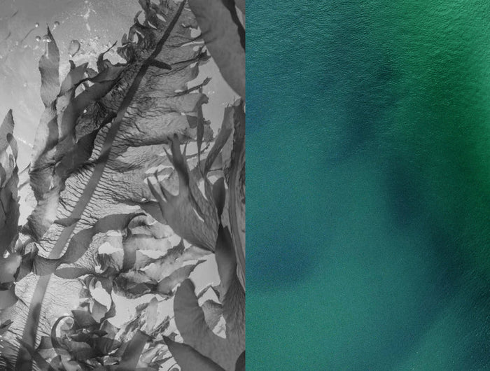 Aerial view of a coastal area with green water and sandy beach. beside a black and white image of kelp