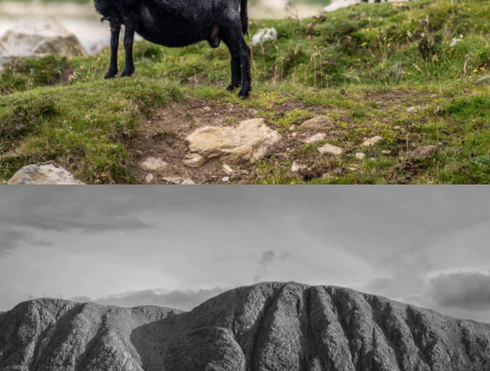 Two sheep, one black and one white, standing on a grassy hill with mountains in the background.