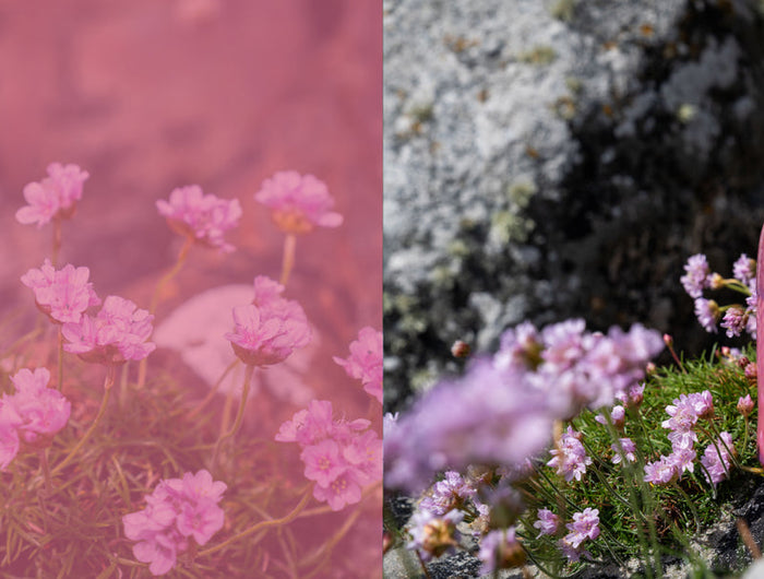 Pink bottle with label on a rocky background with flowers