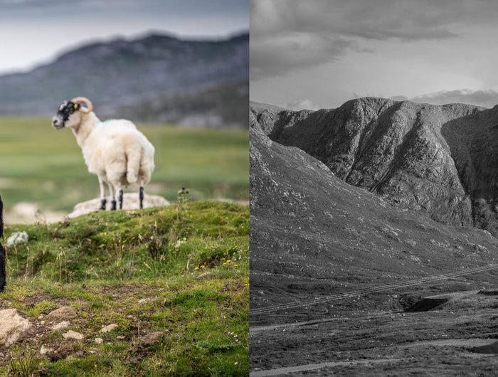 Two goats standing on a grassy hillside with mountains in the background, one color and one black and white.